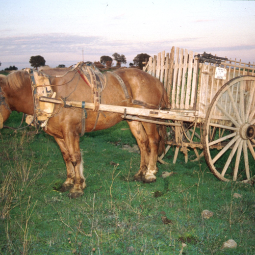 El cavall i el carro de Josep Turon