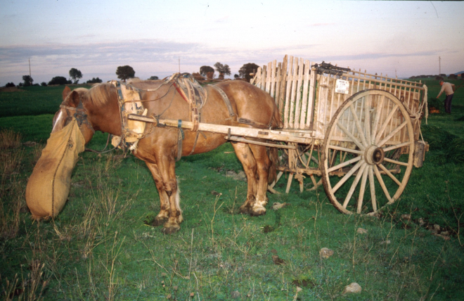 El cavall i el carro de Josep Turon
