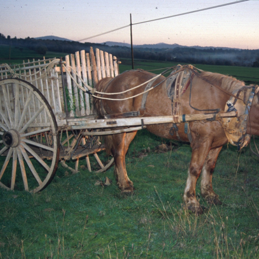 El carro i el cavall de Josep Turón