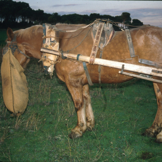 El cavall de Josep Turón