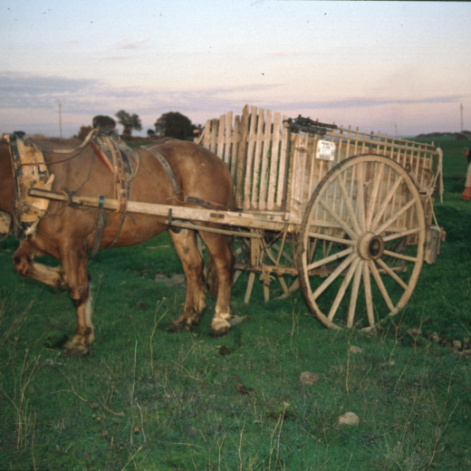 El cavall i el carro de Josep Turón