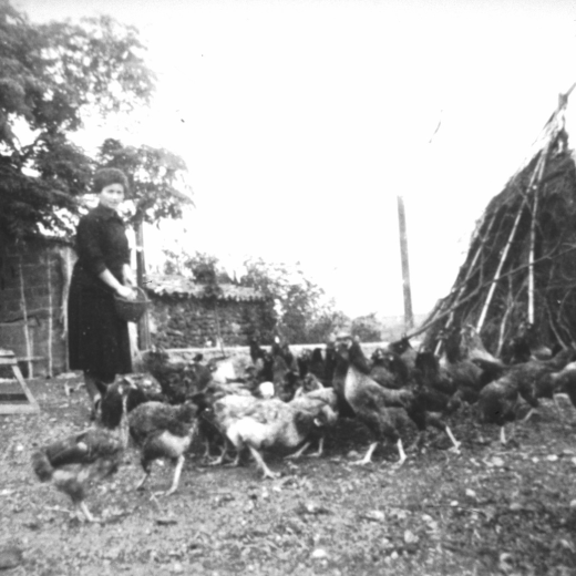 La Dolors Pascual donant de menjar al ramat de gallines.