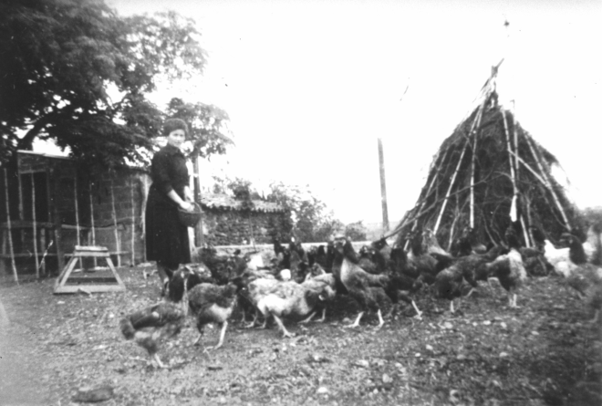 La Dolors Pascual donant de menjar al ramat de gallines.
