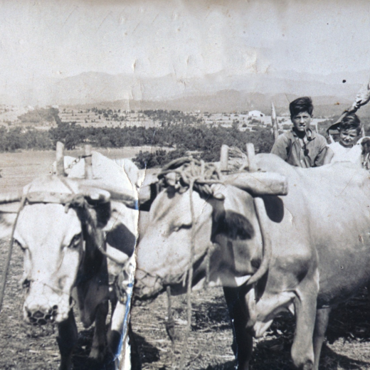Un parell de vaques de ca l'Esparra enganxades a la carreta. 

Sobre la carreta: Josep Mir o Pepet de l'Esparra, els germans Maria i Salvador Ciurana, el mosso de la casa i una altra criatura.