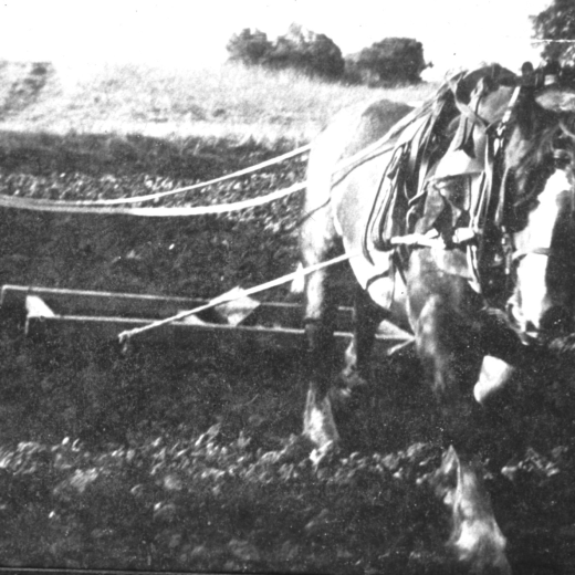En Llorenç Prats Vieta treballant la terra amb el cavall i el rascle