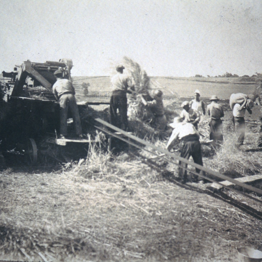 El treball del batre a Can Rauret amb la característica màquina utilitzada fins els anys 70