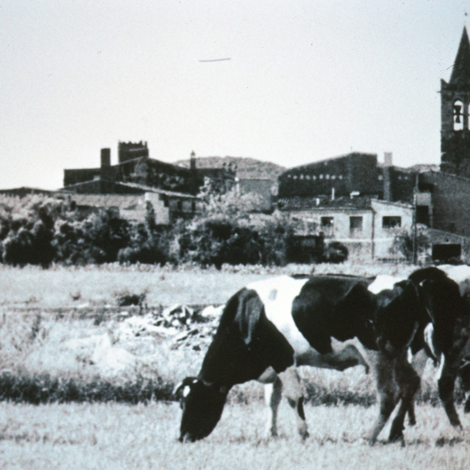 Les vaques de Can Garriga pasturant l'agost de 1983 amb el poble de Maçanet al fons.

Aquest és una de les fotografies presentades al concurs que es celebrà per la Festa Major l'any 1983.