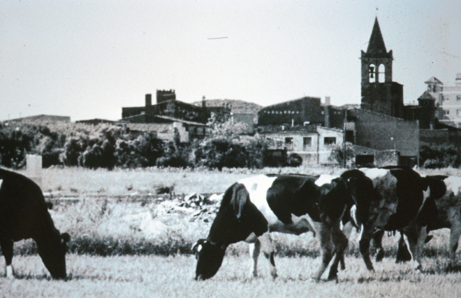 Les vaques de Can Garriga pasturant l'agost de 1983 amb el poble de Maçanet al fons.

Aquest és una de les fotografies presentades al concurs que es celebrà per la Festa Major l'any 1983.