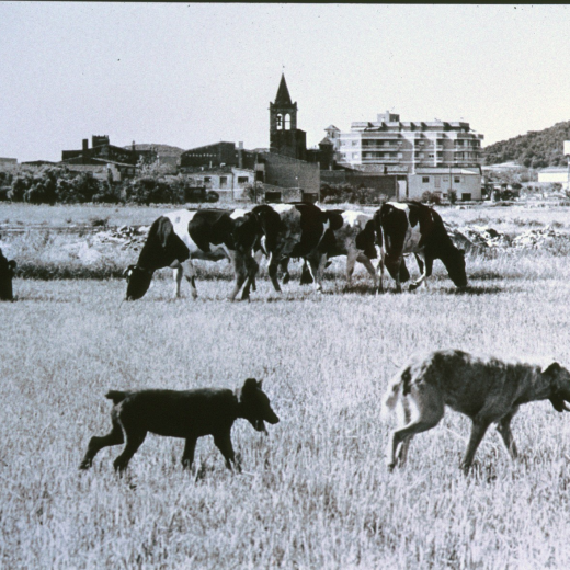 Fotografia de les vaques de Can Garriga amb la Vila al fons

Aquesta fotografia fou presentada al concurs fotogràfic de la Festa Major de Maçanet l'any 1983.