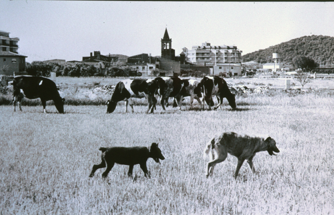 Fotografia de les vaques de Can Garriga amb la Vila al fons

Aquesta fotografia fou presentada al concurs fotogràfic de la Festa Major de Maçanet l'any 1983.