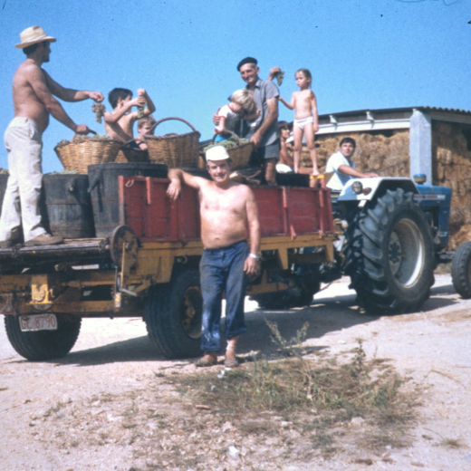 Recollida dels raïms a Can Ribas als temps de berema (setembre) de l'any 1983
