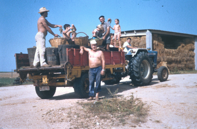 Recollida dels raïms a Can Ribas als temps de berema (setembre) de l'any 1983