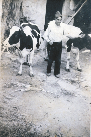 En Pere Serra més conegut com l'avi Artau amb les seves vaques.