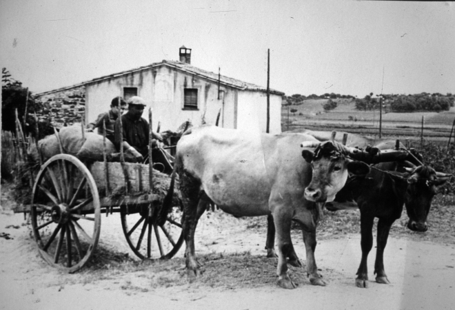 En Pere Bancells conegut per Pere Bertomeu o Pere de les vaques amb el seu nebot Josep Bancells amb la carreta i les vaques davant de Ca l'Àngel Roura.