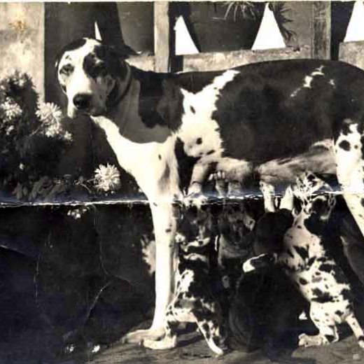 Retrat d'una gossa Dogo amb els seus cadells