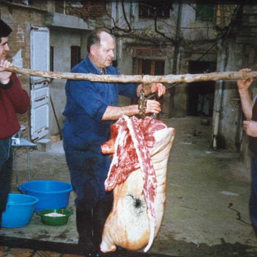 Matança del porc a Can Borra.

En Jaume Costa i el seu Pare Joan aguanten el porc mentre el matador - Pere Lluscafressa - comprova el pes.